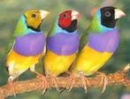 losse of koppels prachtige Gouldamadine Chloebia gouldiae, Meerdere dieren, Tropenvogel