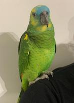 Lieve blauwvoorhoofd amazone vrouw, Dieren en Toebehoren, Vogels | Parkieten en Papegaaien, Vrouwelijk, Papegaai, Tam