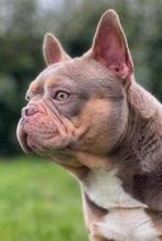Franse bulldog pups, Dieren en Toebehoren, CDV (hondenziekte), 8 tot 15 weken, Bulldog, Meerdere