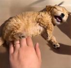 Maltipoo 'toypoedel 'mini doodle pups kleinblijvend, Poedel, CDV (hondenziekte), 8 tot 15 weken, Meerdere