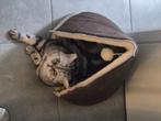 5 sterren huisje gezocht, Dieren en Toebehoren, Poes, 6 jaar of ouder