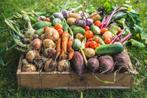 MOESTUIN PLANTJES ACTIE 50% korting op de moestuin plantjes!, Ophalen
