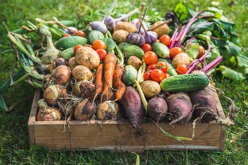 MOESTUIN PLANTJES ACTIE 50% korting op de moestuin plantjes!, Tuin en Terras, Planten | Tuinplanten, Ophalen