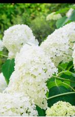Annebelle hortensia’s gezocht gratis, Ophalen, Overige soorten, Halfschaduw