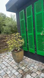 Plant incl pot, Ophalen, Zomer, Overige soorten, Volle zon