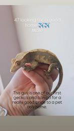 Mannelijke Wimpergekko 1.0, Hagedis, 3 tot 6 jaar