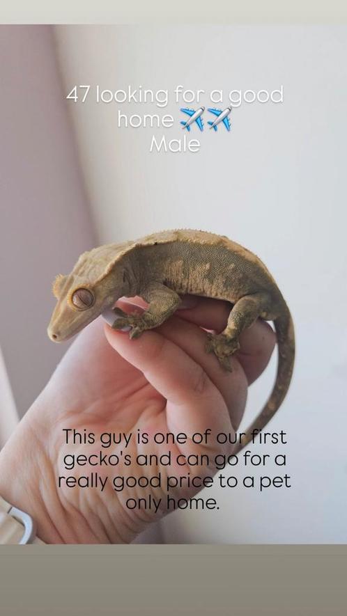 Mannelijke Wimpergekko 1.0, Dieren en Toebehoren, Reptielen en Amfibieën, Hagedis, 3 tot 6 jaar