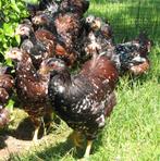 Wyandotte groot, Dieren en Toebehoren, Pluimvee, Mannelijk, Kip