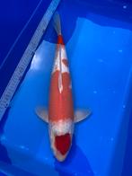 Japanse koi kohaku Taniguchi 51cm, Dieren en Toebehoren, Vissen | Vijvervissen, Karper of Koi