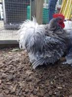 Cochin krulhaan., Dieren en Toebehoren, Pluimvee, Mannelijk, Kip
