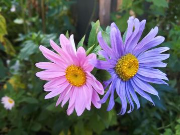 Chinese Aster mix zaden, Callistephus Chinesis

 beschikbaar voor biedingen