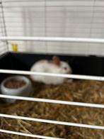 Twee konijntje met zijn koud, Dieren en Toebehoren, Knaagdieren, Geslacht onbekend, Overige typen, Tam