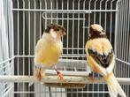 Kanaries Koppel, Dieren en Toebehoren, Vogels | Kanaries, Meerdere dieren, Kleurkanarie