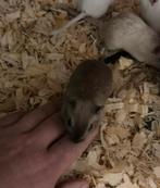 Jonge tamme gerbils in div kleuren, Mei, Meerdere dieren, Overige typen, Tam