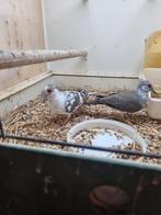 Koppels bonte diamant duifjes, Dieren en Toebehoren, Meerdere dieren, Overige soorten