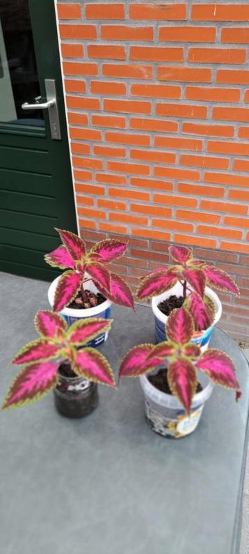 Coleusplant Solenostemon Kong Rose (siernetel). beschikbaar voor biedingen