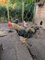 Jonge hanen, Dieren en Toebehoren, Mannelijk, Kip