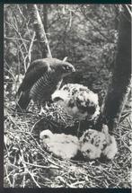 Sperwer met nest jonge /horst, Ophalen of Verzenden, Ongelopen, Vogel