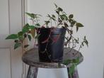 DRAKENKLIMOP PHOTOS SCINDAPSUS EPIPREMNUM, Ophalen, Overige soorten, Minder dan 100 cm