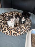 Lieve Kittens Te Koop – Bijna Klaar voor hun Gouden Mandje, Dieren en Toebehoren, Meerdere dieren