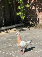 Duiven, Dieren en Toebehoren, Meerdere dieren, Overige soorten