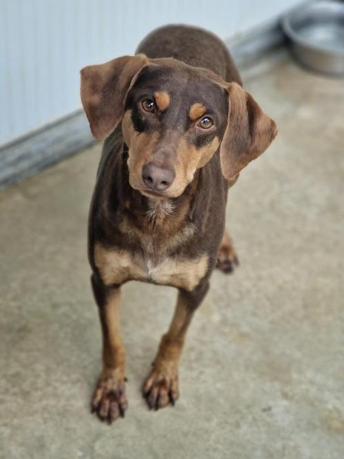 ACE: Milu, waar mag ze nu thuiskomen?, Dieren en Toebehoren, Honden | Niet-rashonden, Middel, Teef, Particulier, Eén hond, Buitenland