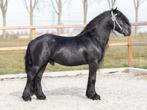 7 mooie Fell pony's ter dekking, Hengst