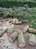 Hout stammen van dennenbomen., 3 tot 6 m³, Ophalen