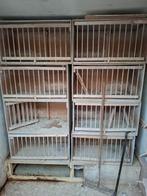 Te koop 8 mooie  Duiven Broedhokken, Dieren en Toebehoren, Meerdere dieren, Postduif