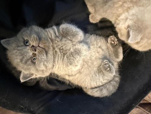 Lieve Britse Korthaar kittens – met paspoort & stamboom, Dieren en Toebehoren, Katten en Kittens | Raskatten | Korthaar, Kater