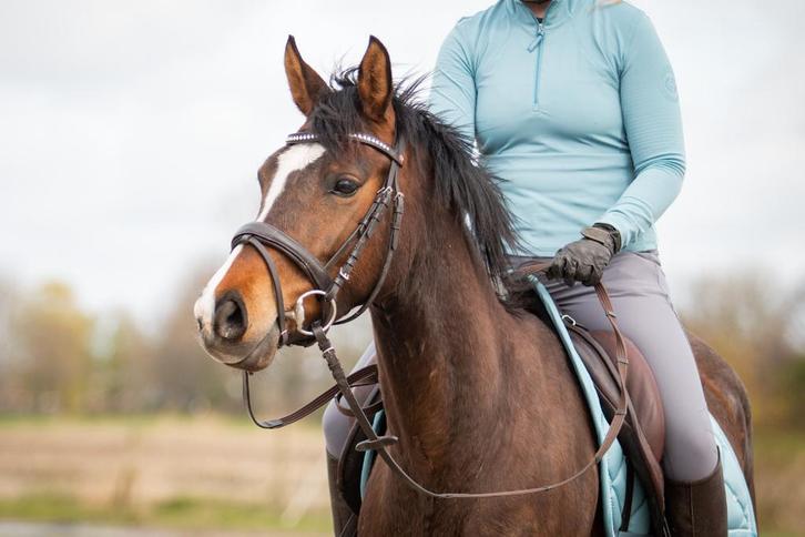 Lieve bereden Welsh merrie, Dieren en Toebehoren, Pony's, Merrie, L, D pony (1.37m tot 1.48m), Dressuurpony, 7 tot 10 jaar, Met stamboom
