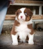 Raszuivere Australian shepherd, CDV (hondenziekte), 8 tot 15 weken, Meerdere, Meerdere dieren
