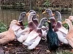 Te Koop Saksen mannen, Dieren en Toebehoren, Pluimvee, Mannelijk, Eend