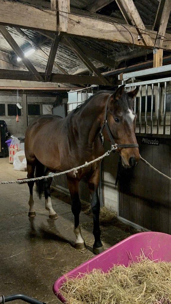 Toto jr. 3.5 jaar, Met stamboom, Ruin, Dressuurpaard, Zadelmak