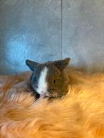 Raszuivere minilop konijntjes van 1maand oud, Dieren en Toebehoren, Konijnen, Meerdere dieren, Dwerg, Hangoor, 0 tot 2 jaar