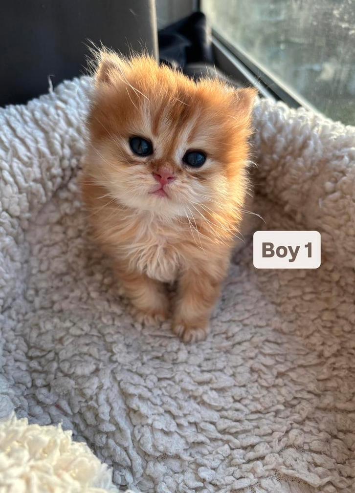 British short & long hair, Dieren en Toebehoren, Katten en Kittens | Raskatten | Langhaar, Meerdere dieren