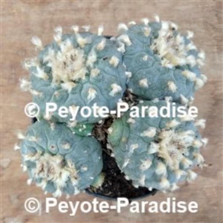 Oude unieke Peyote Cactussen ! Lophophora williamsii., Huis en Inrichting, Kamerplanten, Cactus, Minder dan 100 cm, Volle zon