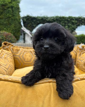 Boomer x Labradoodle mini pups beschikbaar voor biedingen