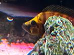 Altolamprologus compressiceps goldhead tanganyika cichlide, Dieren en Toebehoren, Vissen | Aquariumvissen, Vis, Zoetwatervis