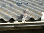 Grijze Takla te koop 10 euro, Dieren en Toebehoren, Vogels | Duiven, Meerdere dieren
