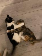 katjes zoeken een nieuw huisje., Meerdere dieren, 0 tot 2 jaar