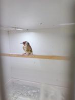 Parva putter 2025 (man), Dieren en Toebehoren, Vogels | Overige Vogels, Mannelijk, Wildzangvogel, Geringd