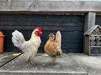 Koppel ayam serama, Dieren en Toebehoren, Pluimvee, Meerdere dieren, Kip