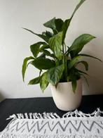 Leuke huisplantjes in potjes – los of als set te koop!, Ophalen, Overige soorten, Minder dan 100 cm
