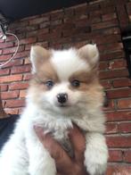 pomeriaan mogen het nest verlaten, Dieren en Toebehoren, Particulier, Keeshond, CDV (hondenziekte), 8 tot 15 weken
