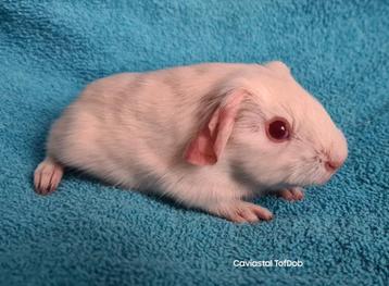 wit RO/ lilac magpie gladhaar cavia beschikbaar voor biedingen