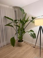 Grote Strelitzia Nicolai (260cm) met pot, Huis en Inrichting, Kamerplanten, Ophalen, 200 cm of meer, Overige soorten, Halfschaduw