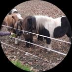 Te koop: 6-jarige zwartbonte hengst met sterke afstamming, Dieren en Toebehoren, Mannelijk, Schaap