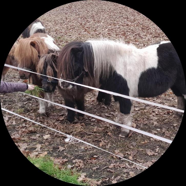 Te koop: 6-jarige zwartbonte hengst met sterke afstamming, Dieren en Toebehoren, Schapen, Geiten en Varkens, Schaap, Mannelijk