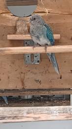 Blauwe stanley rosella pop, Dieren en Toebehoren, Vrouwelijk, Parkiet, Geringd